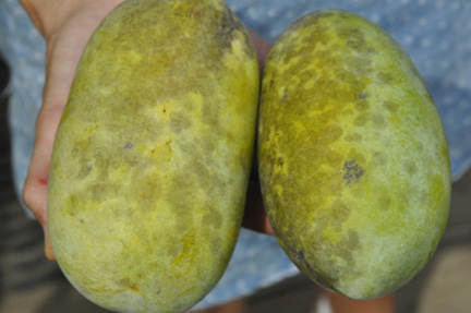 Pawpaw Select 1 lb and .85